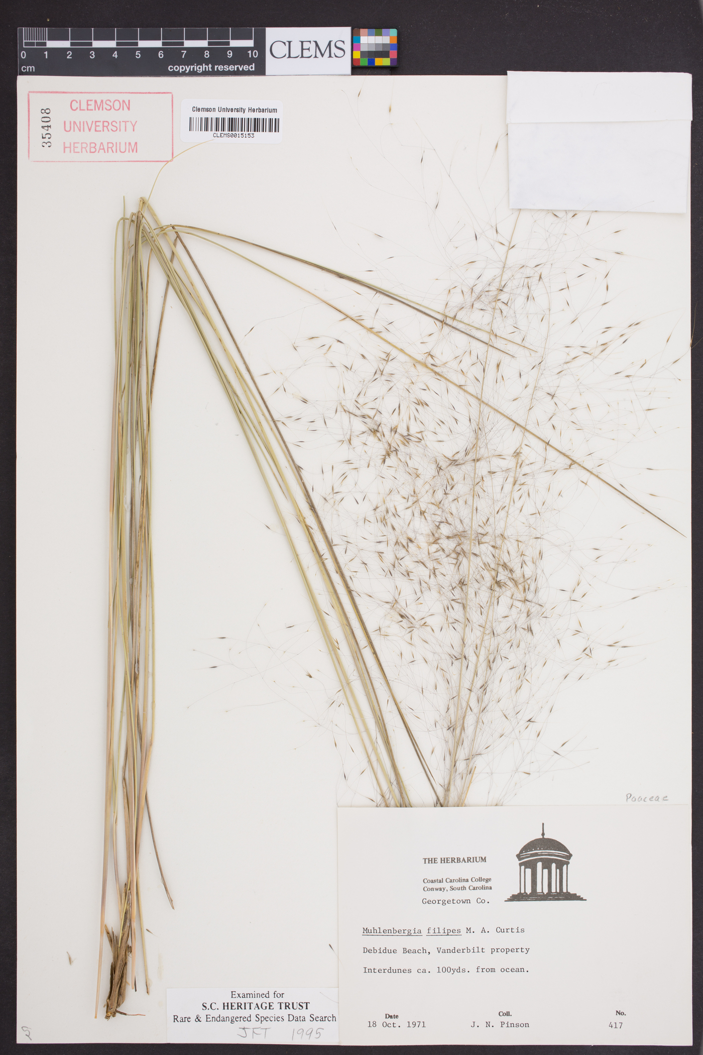 Muhlenbergia filipes image