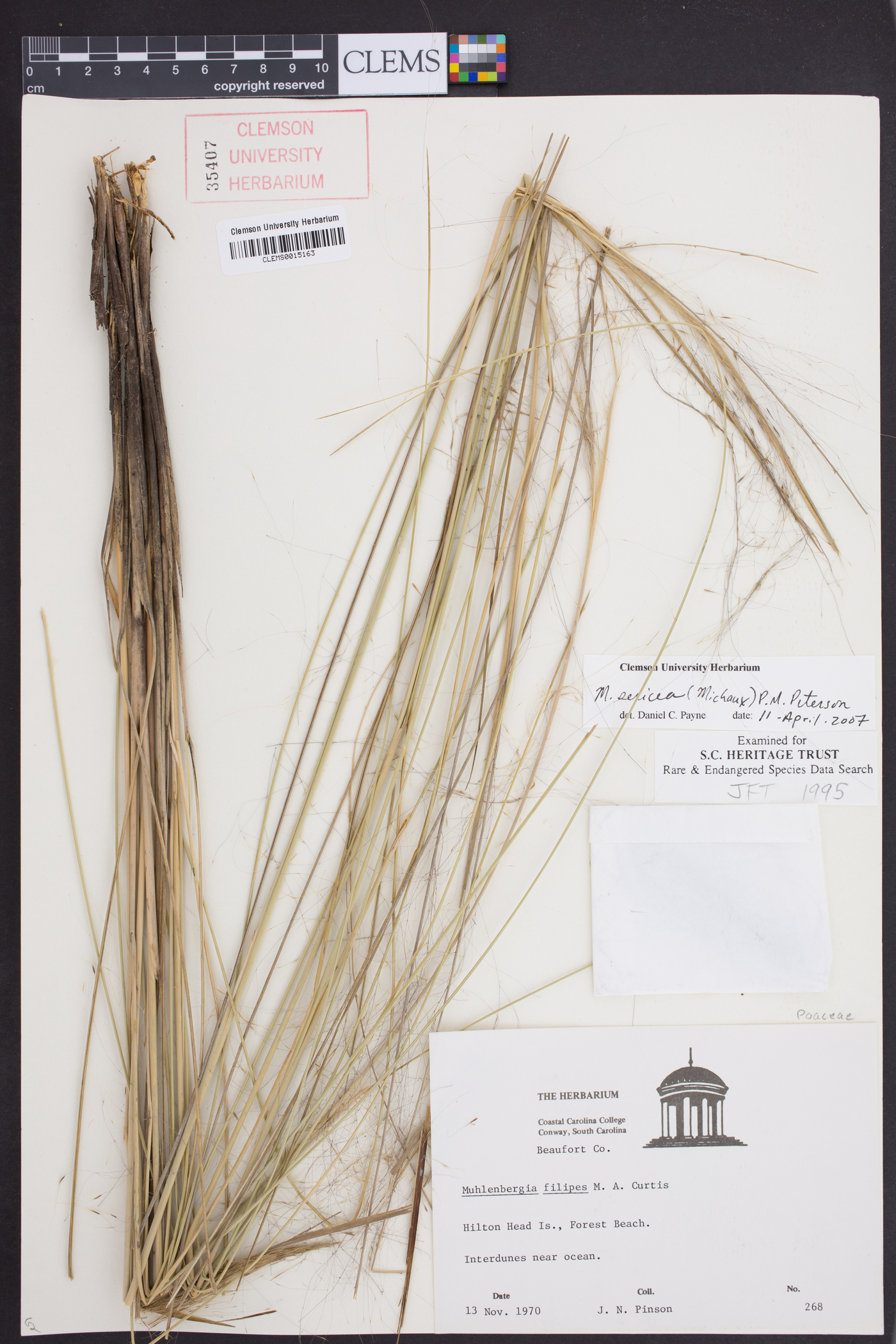 Muhlenbergia filipes image