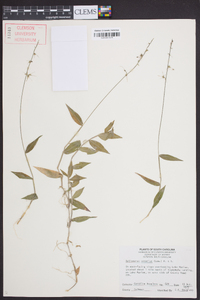Oplismenus setarius image