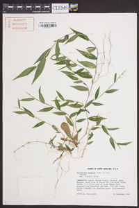Oplismenus setarius image