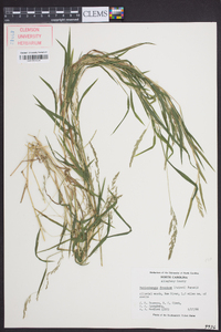 Muhlenbergia frondosa image