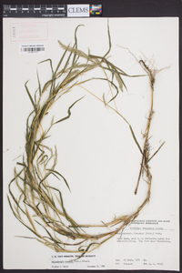 Muhlenbergia frondosa image