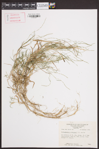 Muhlenbergia schreberi image