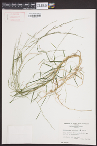 Muhlenbergia schreberi image