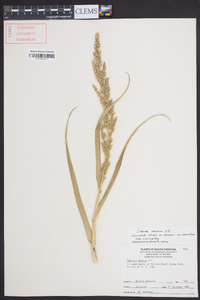 Panicum amarum image