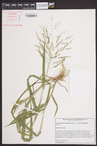 Panicum dichotomiflorum var. dichotomiflorum image