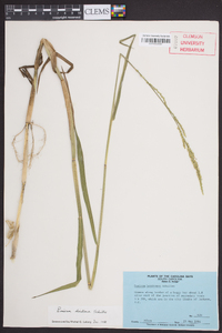 Panicum hemitomon image