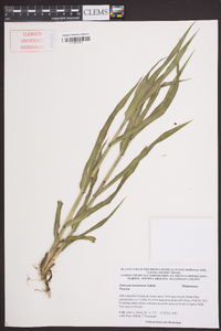 Panicum hemitomon image