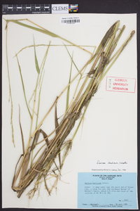 Panicum hemitomon image