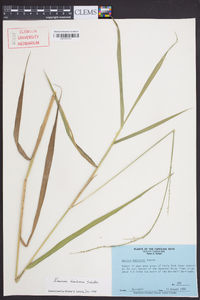 Panicum hemitomon image