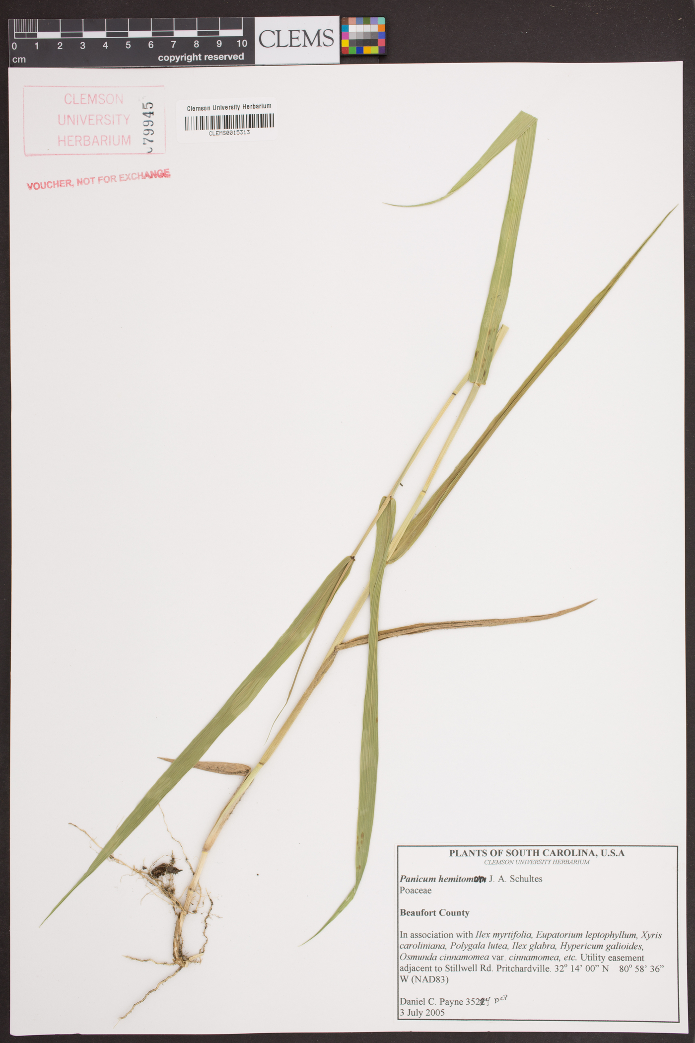 Panicum hemitomon image