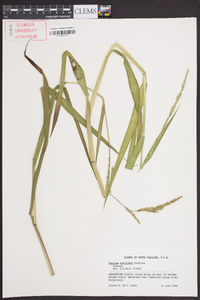 Panicum hemitomon image