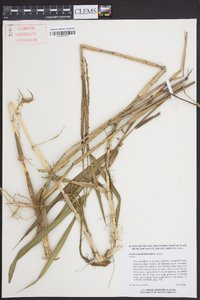 Panicum hemitomon image