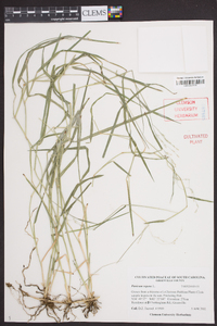 Panicum repens image