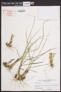 Panicum repens image