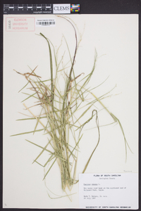 Panicum repens image