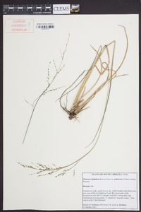 Coleataenia longifolia subsp. longifolia image