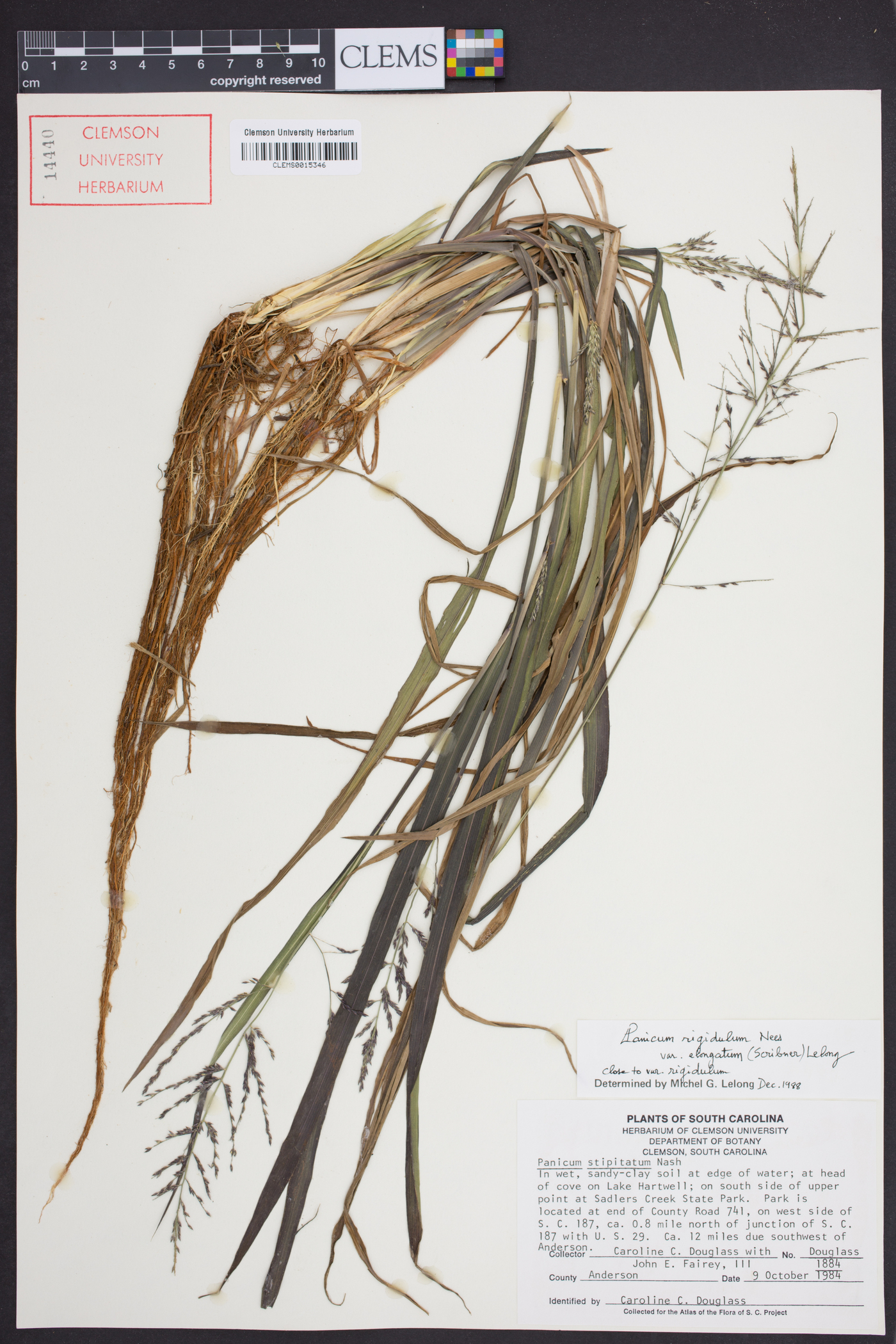 Coleataenia stipitata image