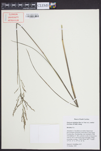 Coleataenia longifolia subsp. combsii image