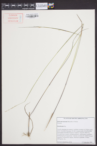 Panicum tenerum image