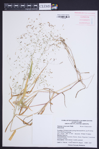 Kellochloa verrucosa image