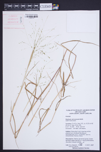 Kellochloa verrucosa image