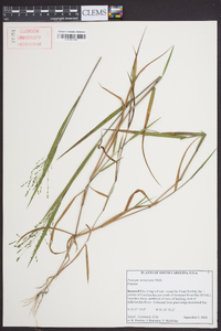 Kellochloa verrucosa image