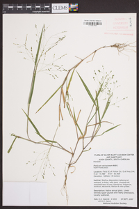 Kellochloa verrucosa image