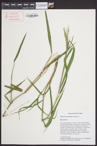 Kellochloa verrucosa image