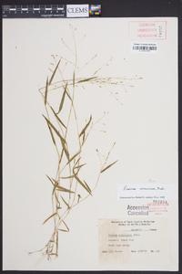 Kellochloa verrucosa image