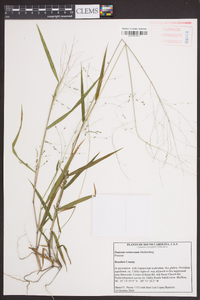 Kellochloa verrucosa image