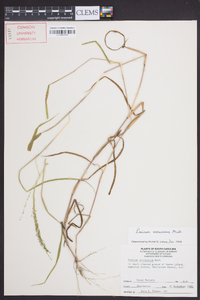 Kellochloa verrucosa image