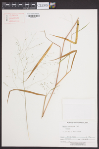 Kellochloa verrucosa image