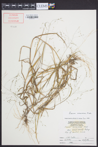 Kellochloa verrucosa image