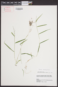 Kellochloa verrucosa image