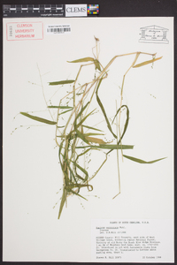 Kellochloa verrucosa image