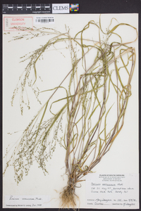 Kellochloa verrucosa image