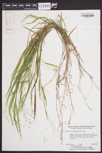 Kellochloa verrucosa image