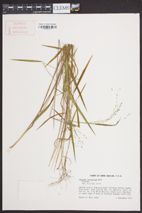 Kellochloa verrucosa image