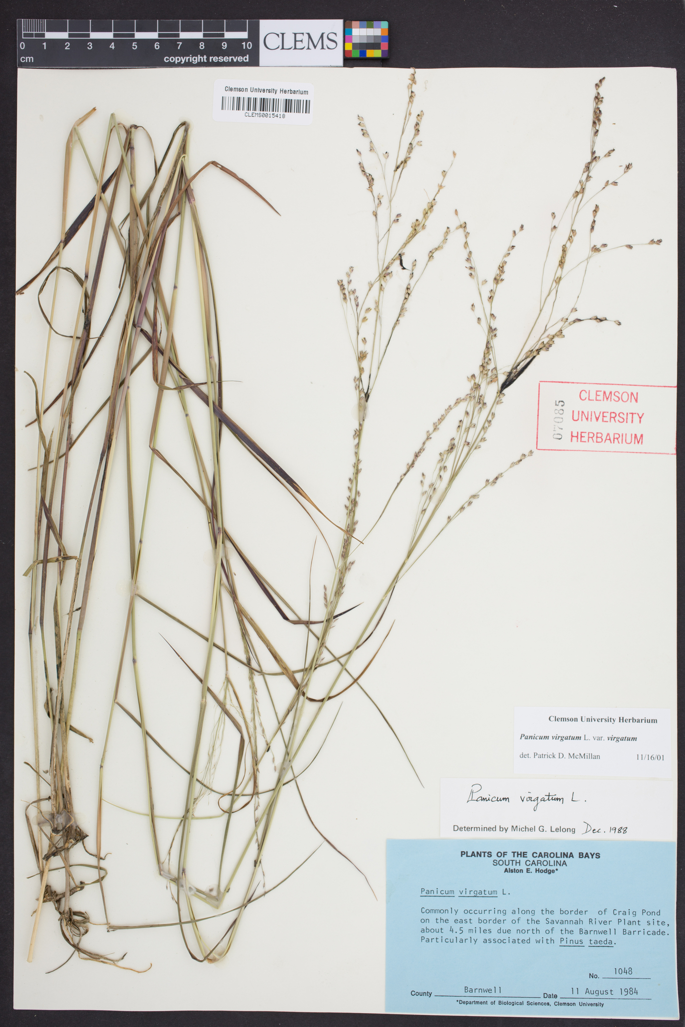 Panicum virgatum var. virgatum image