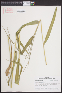 Panicum hemitomon image