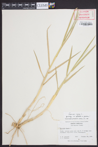 Panicum repens image