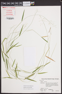 Kellochloa verrucosa image