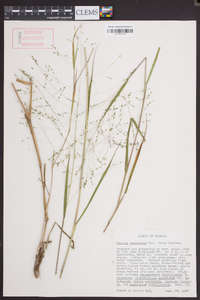 Kellochloa verrucosa image