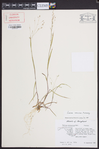 Kellochloa verrucosa image