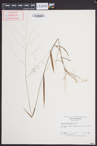 Kellochloa verrucosa image