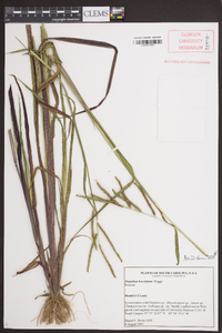 Paspalum boscianum image