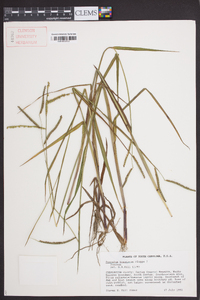 Paspalum boscianum image