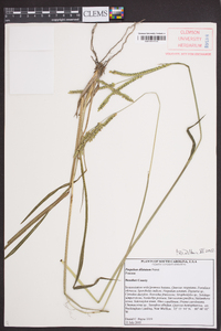 Paspalum dilatatum image