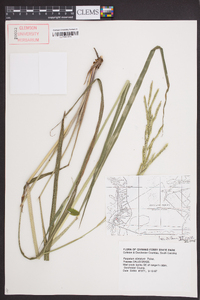 Paspalum dilatatum image